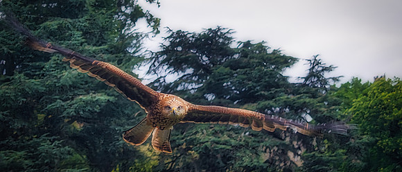 Warwick Castle Falconry 07