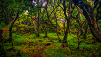 Fairy Glen Woods