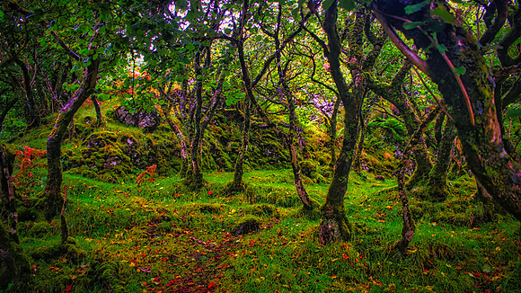 Fairy Glen Woods