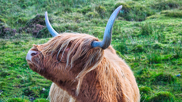 Hairy Coo 01
