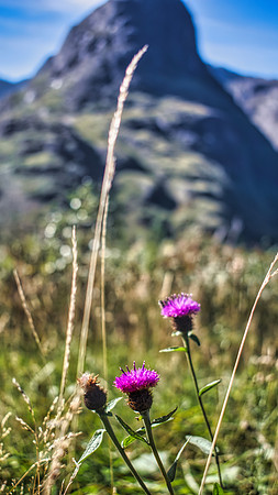 Glencoe Thistle 02